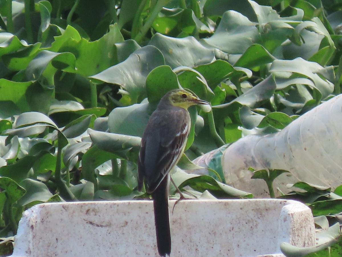 Citrine Wagtail - ML644410595
