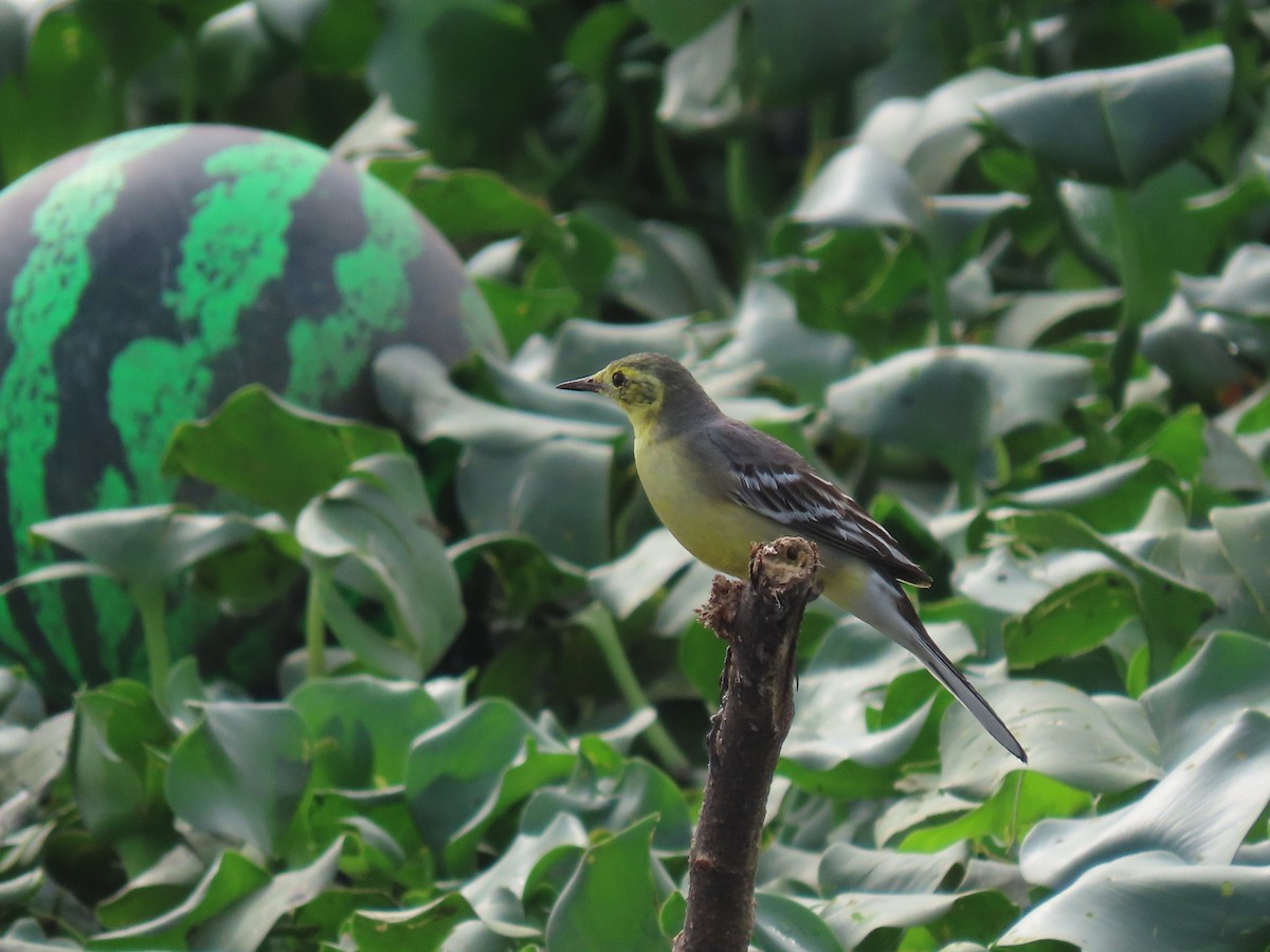 Citrine Wagtail - ML644410596