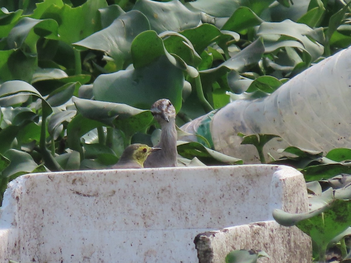 Citrine Wagtail - ML644410597