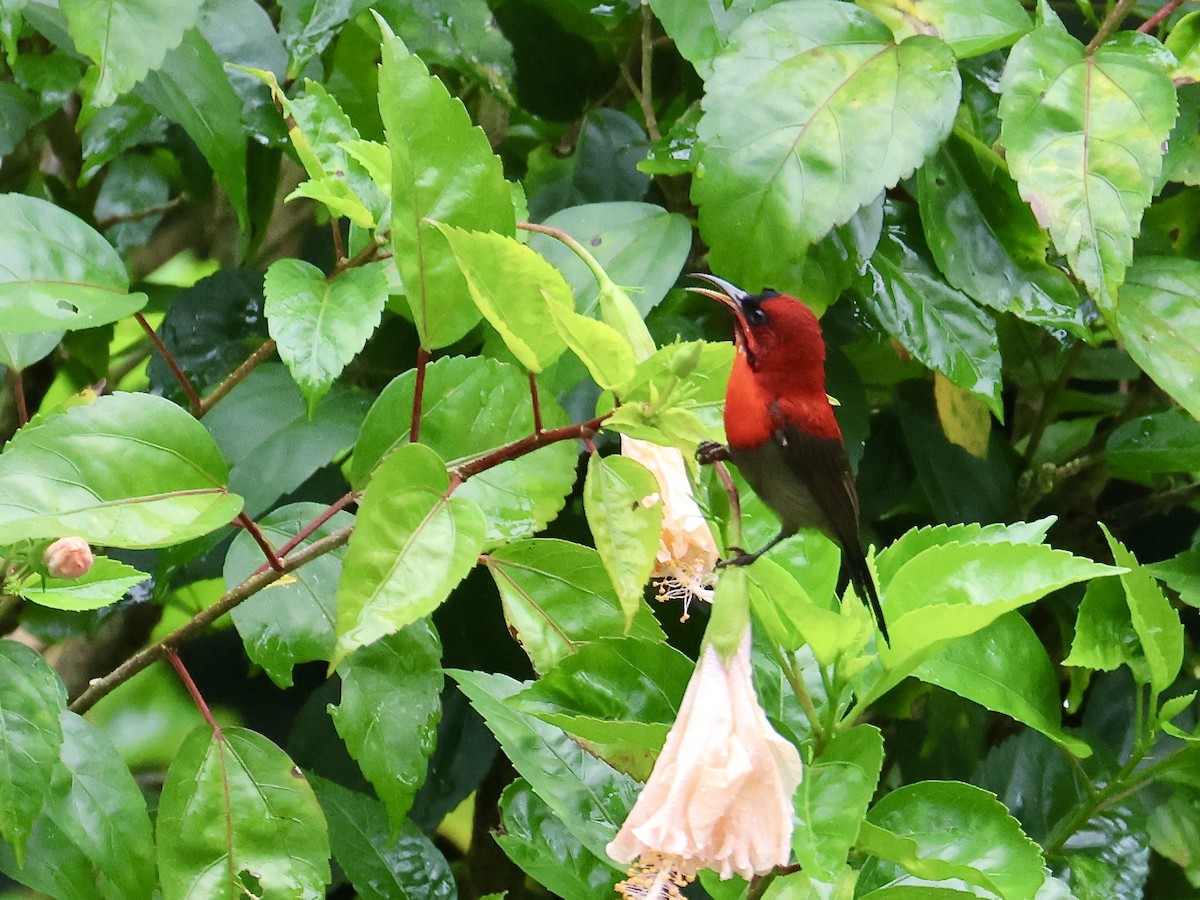 Karmesinnektarvogel [siparaja-Gruppe] - ML644410598