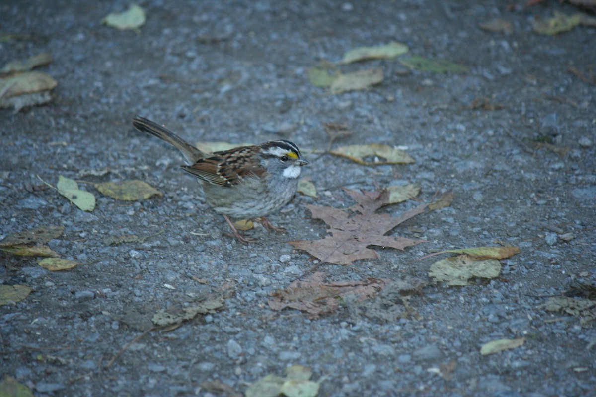 White-throated Sparrow - ML644410602