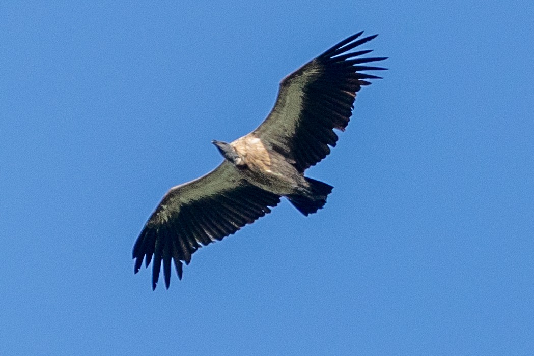 Buitre Dorsiblanco Africano - ML644410607