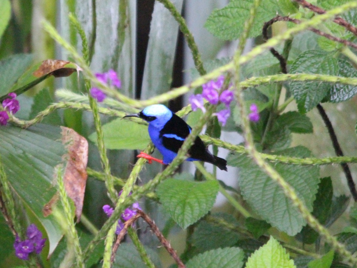 Red-legged Honeycreeper - ML644410613