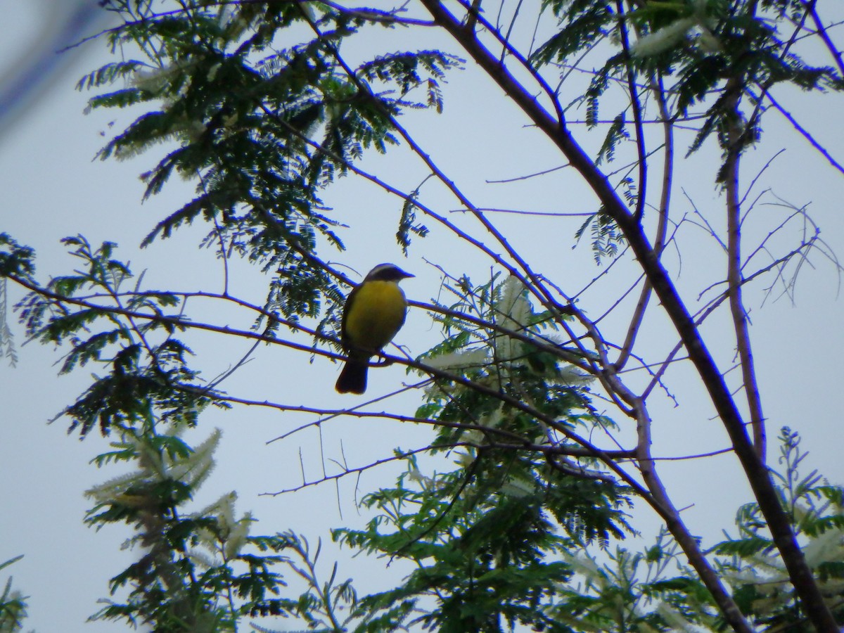 アカボウシヒタキモドキ - ML644410619