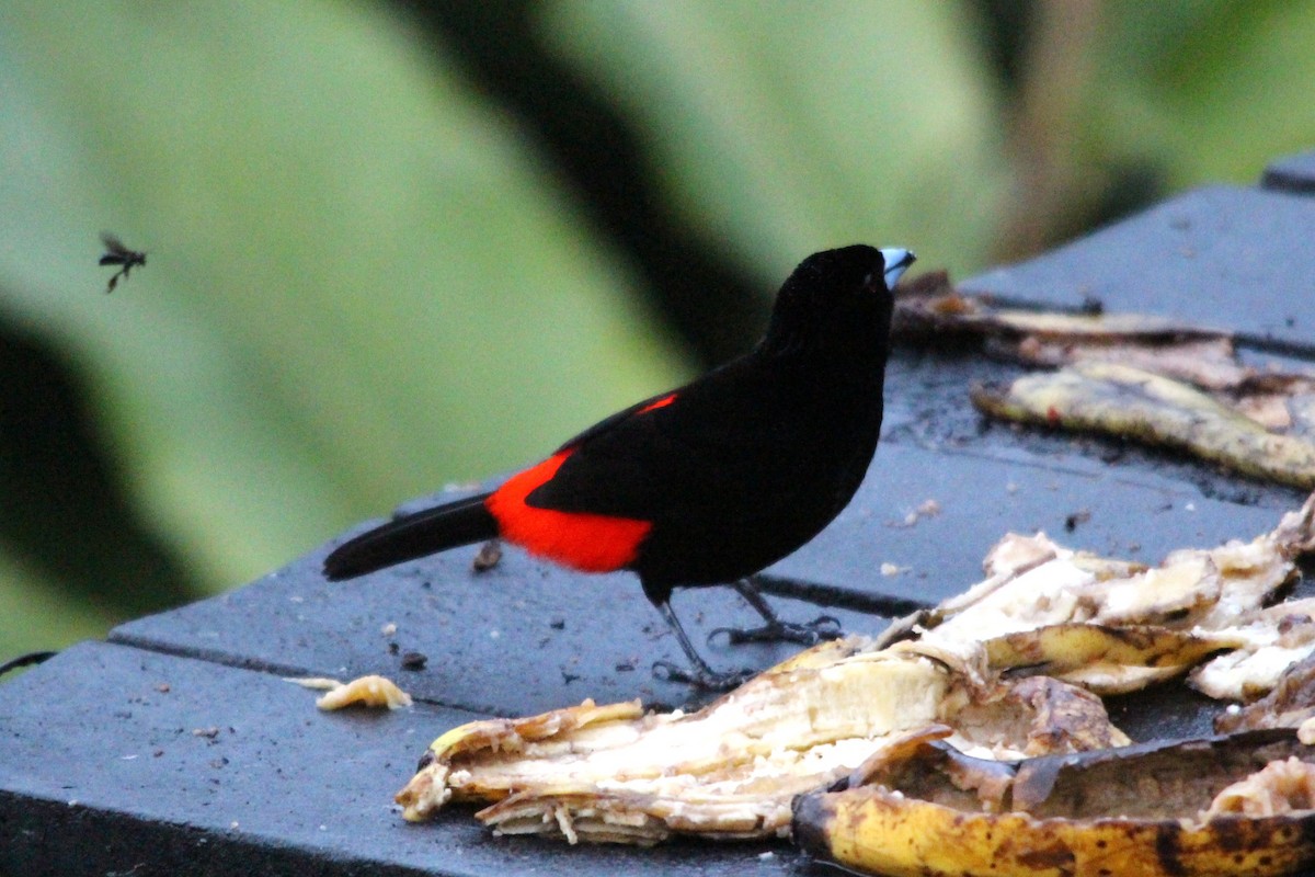 Scarlet-rumped Tanager - ML644410635