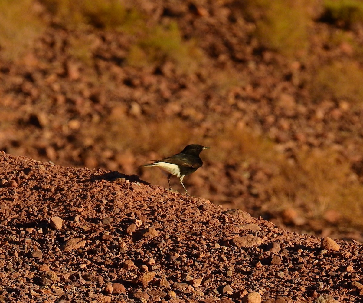 Saharasteinschmätzer - ML644410643