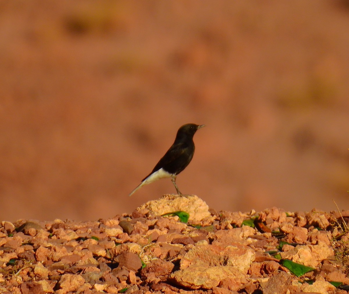 Saharasteinschmätzer - ML644410644