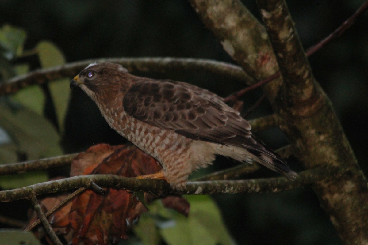 Канюк ширококрилий - ML644410660