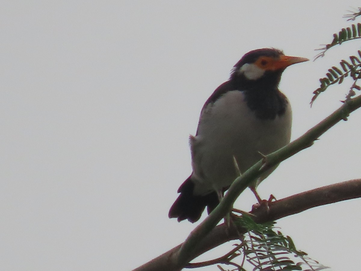 Indian Pied Starling - ML644410671