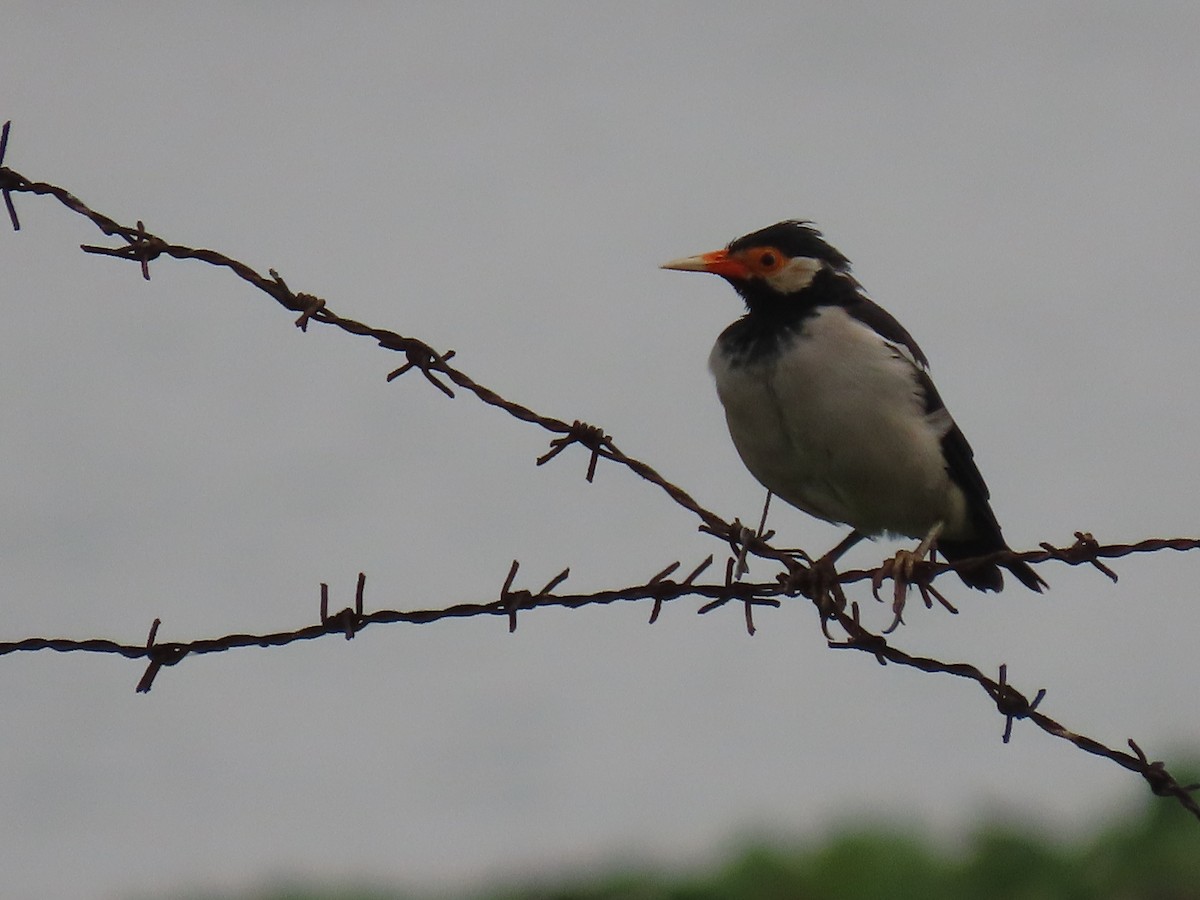 Indian Pied Starling - ML644410672