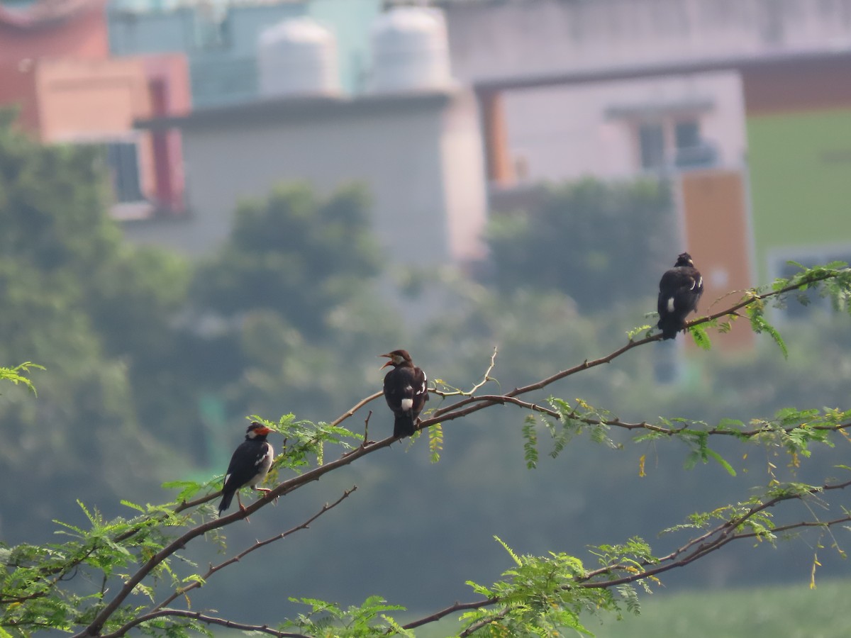 Indian Pied Starling - ML644410673