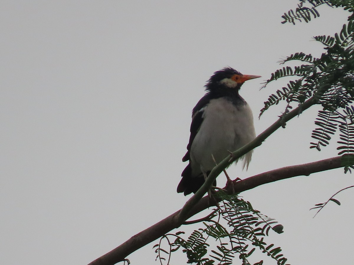 Indian Pied Starling - ML644410674