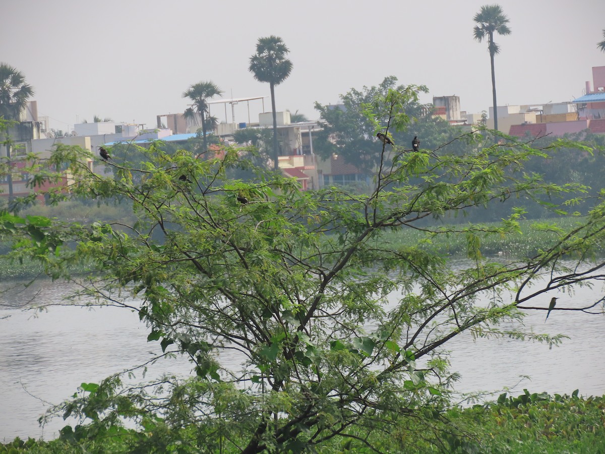 Indian Pied Starling - ML644410675