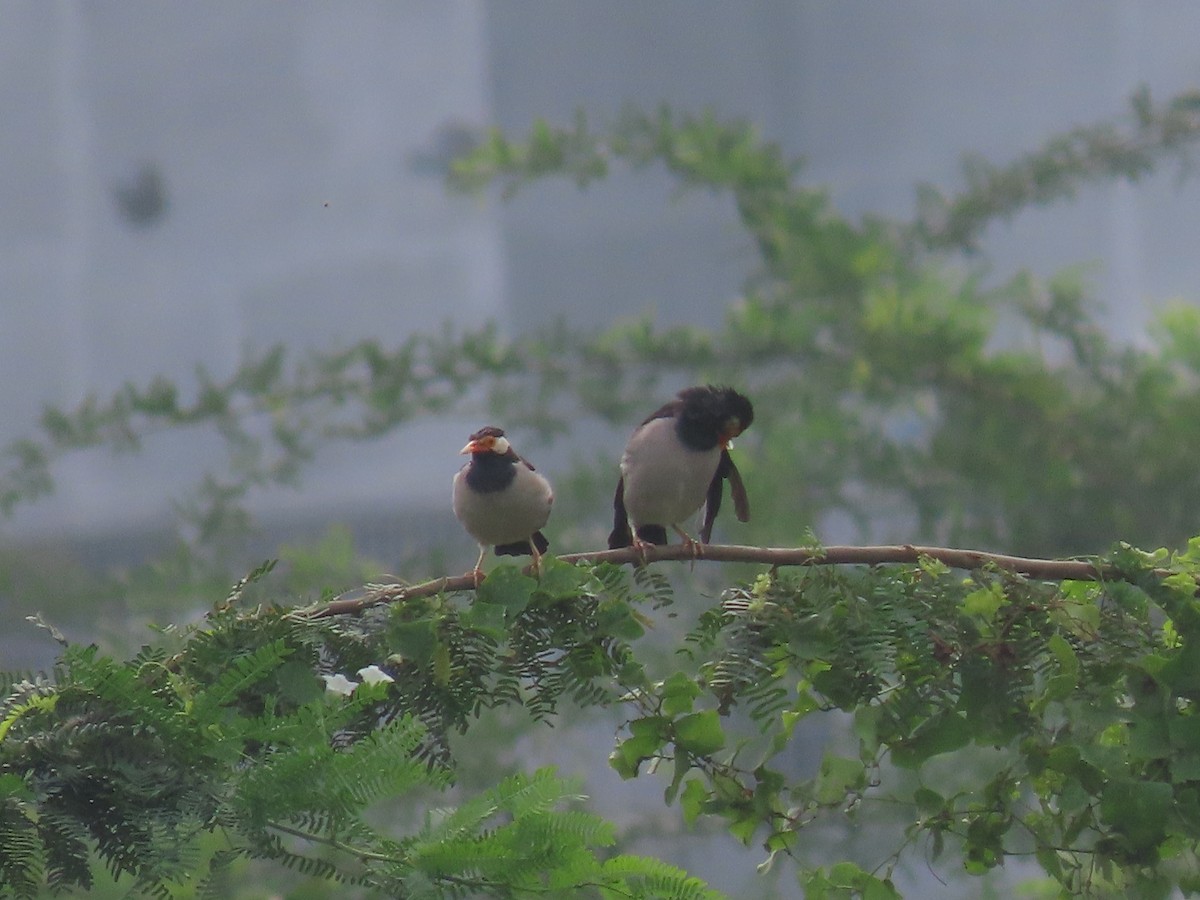 Indian Pied Starling - ML644410676