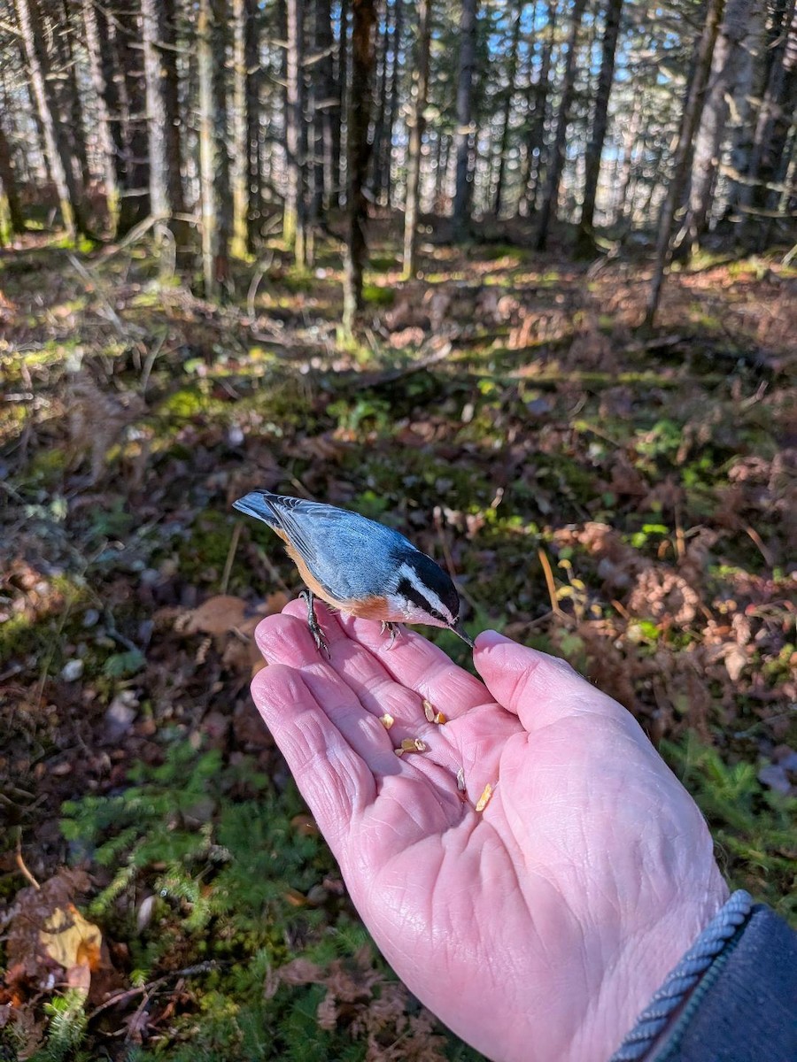 Red-breasted Nuthatch - ML644410681