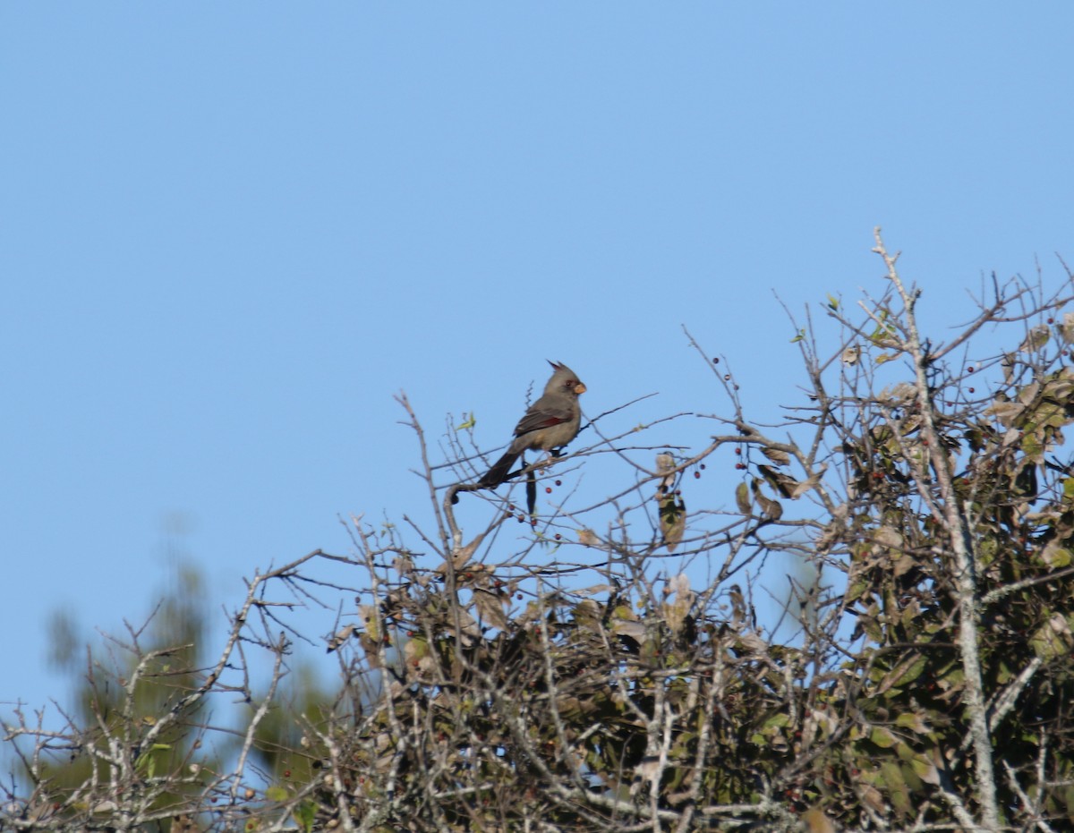 Pyrrhuloxia - ML644410685