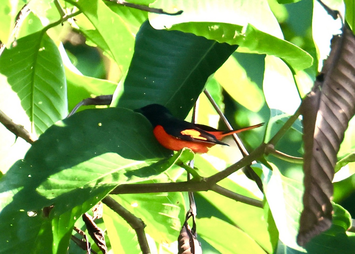 ildmønjefugl - ML644410689