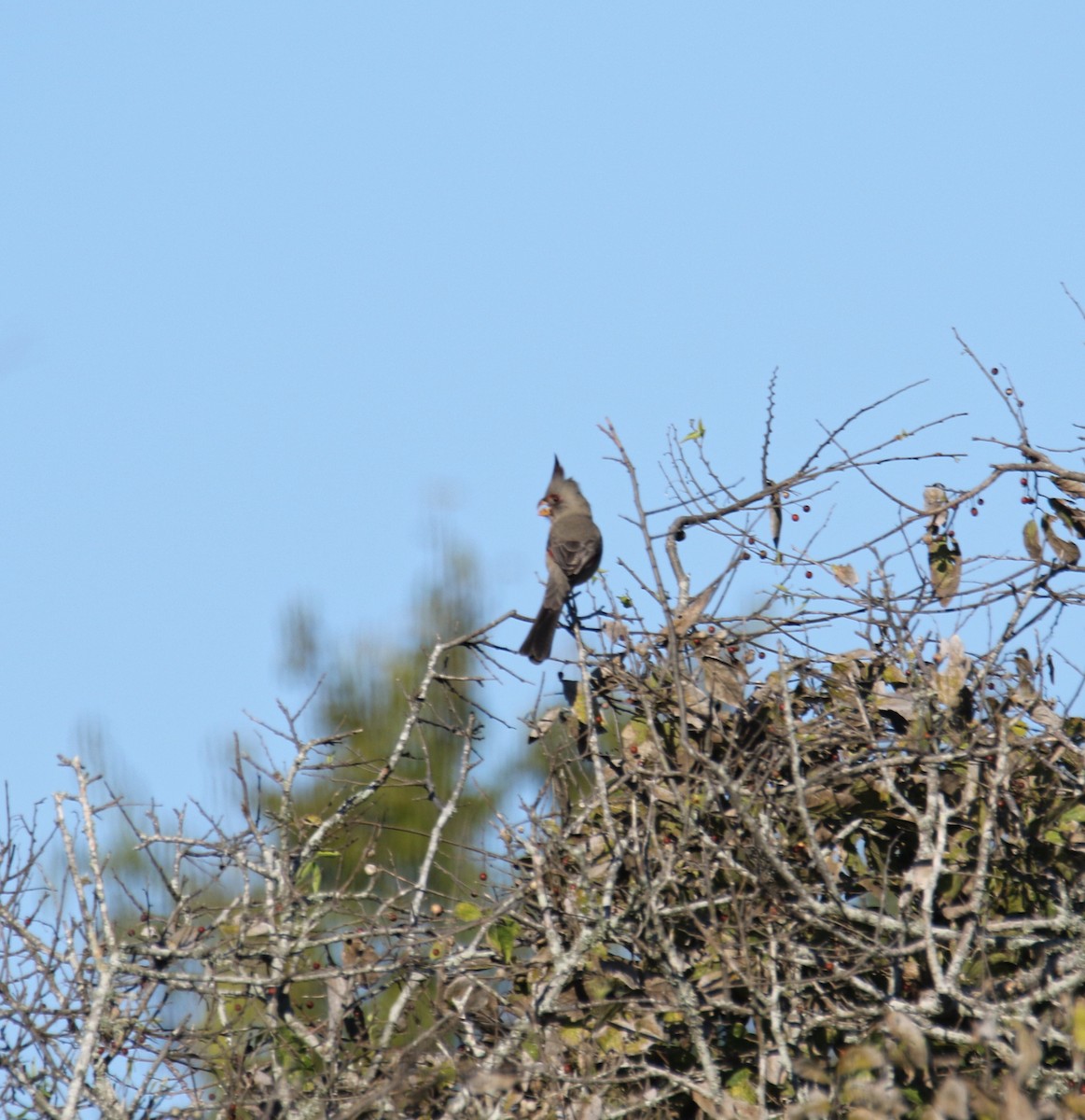 Pyrrhuloxia - ML644410692