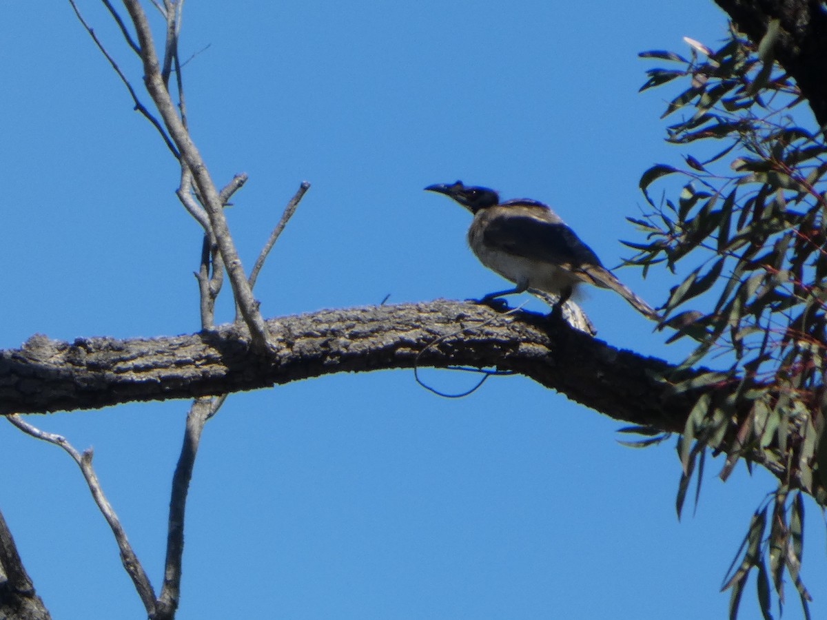 Noisy Friarbird - ML644410704