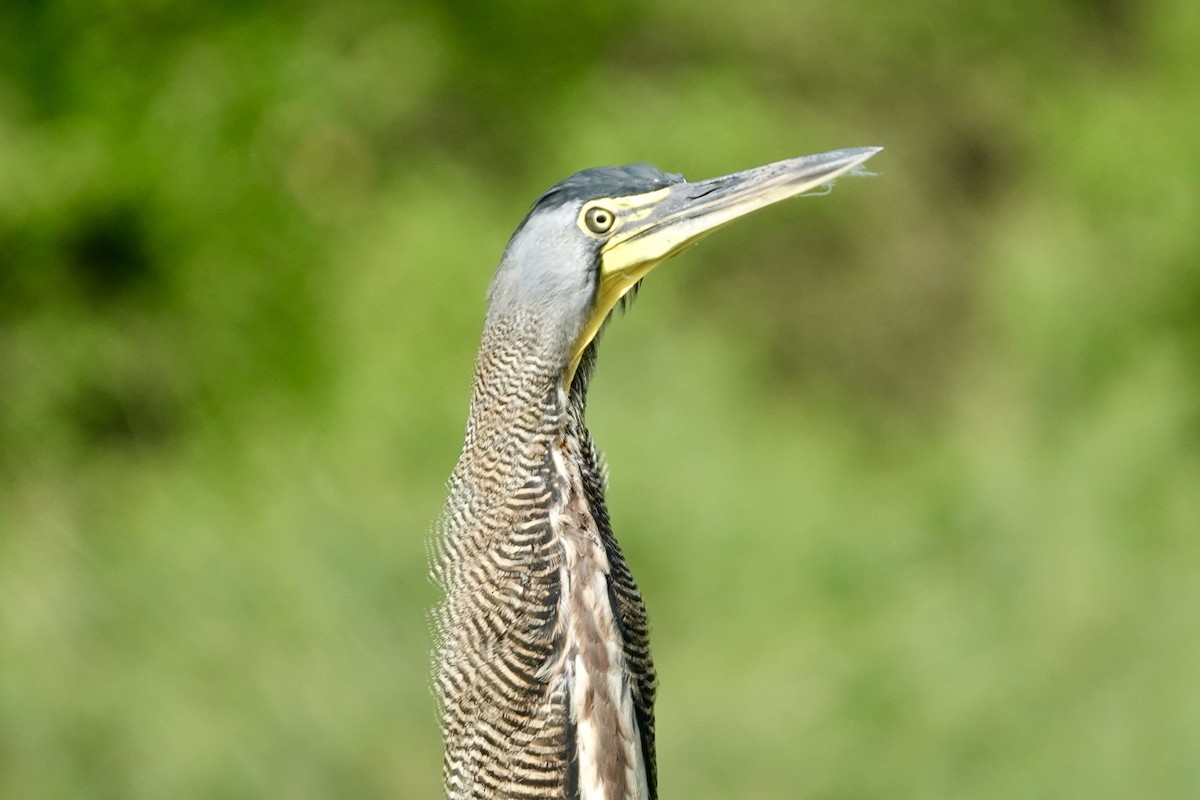 Avetigre Mexicana - ML644410720