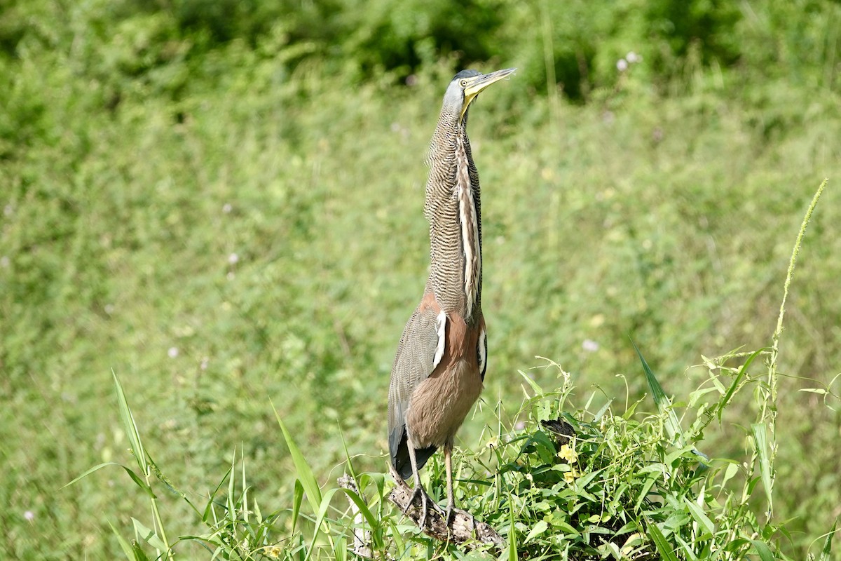 Avetigre Mexicana - ML644410721