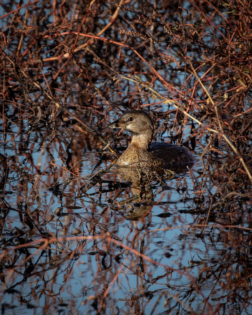 Pied-billed Grebe - ML644410730