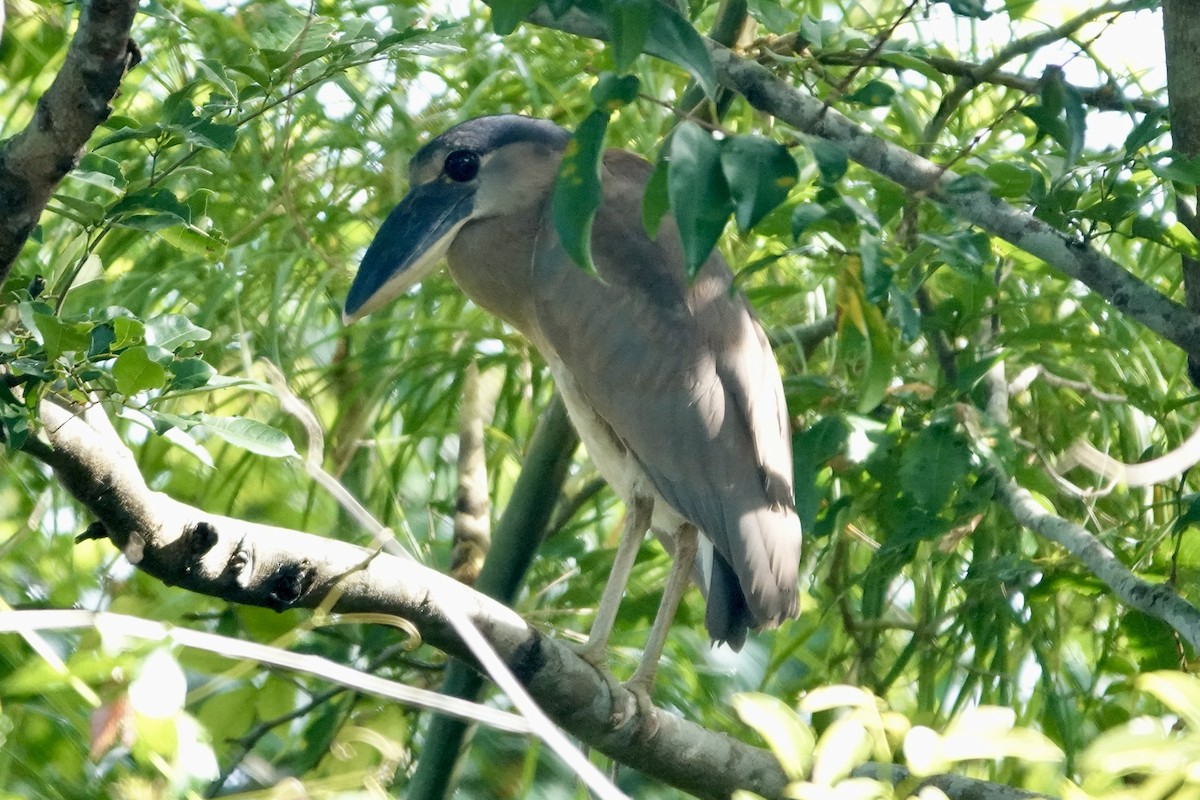 Boat-billed Heron - ML644410739