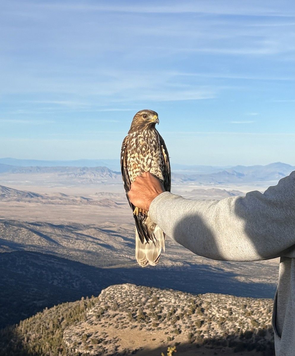 カタアカノスリ（elegans） - ML644410758