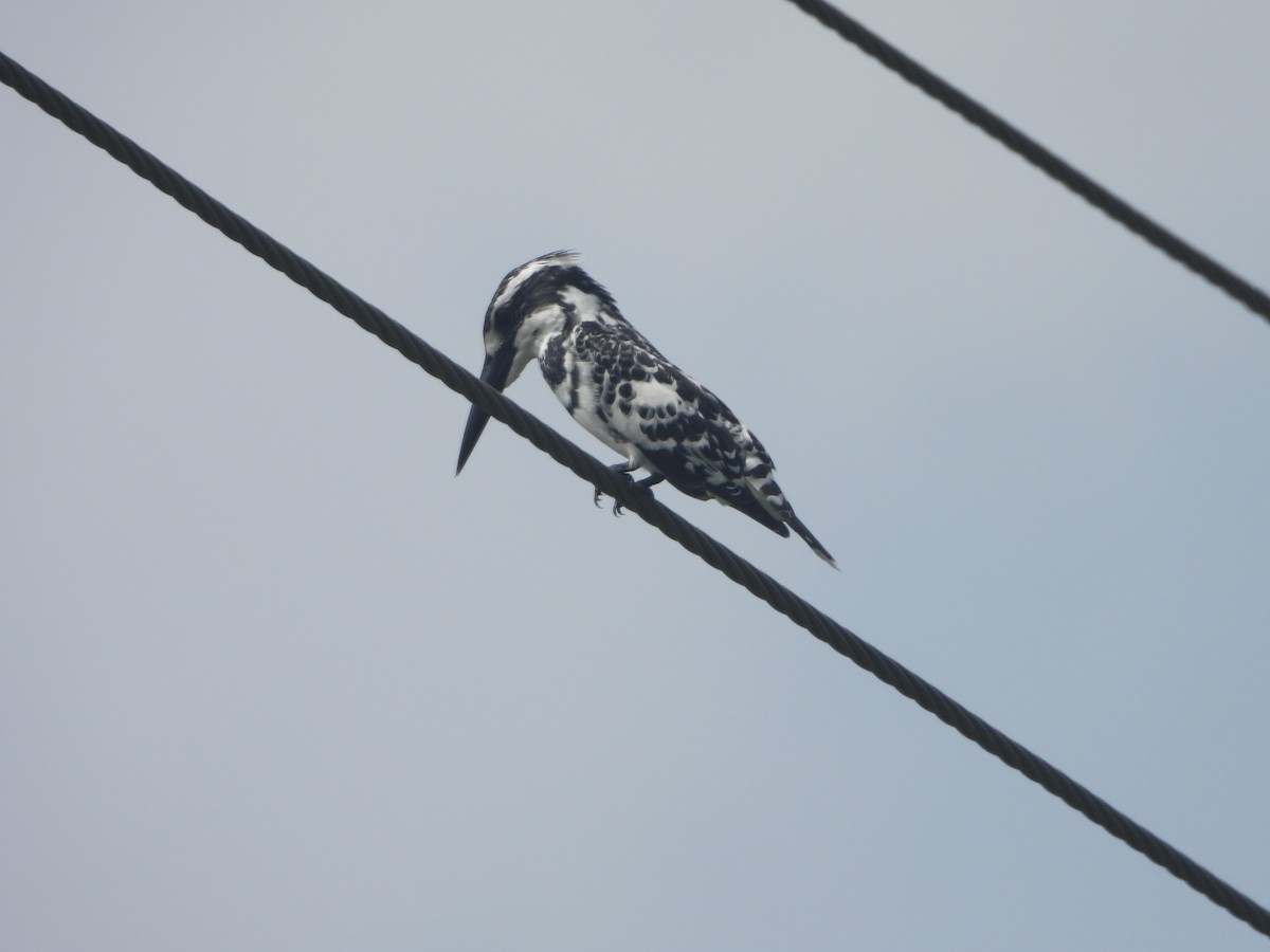 Рибалочка строкатий - ML644410760