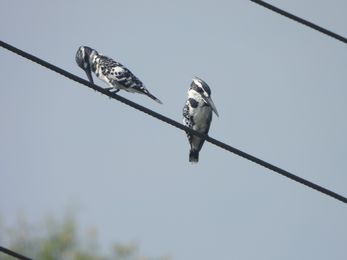 Рибалочка строкатий - ML644410761