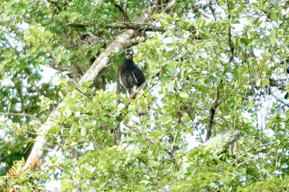 Milano Cabecigrís - ML644410764