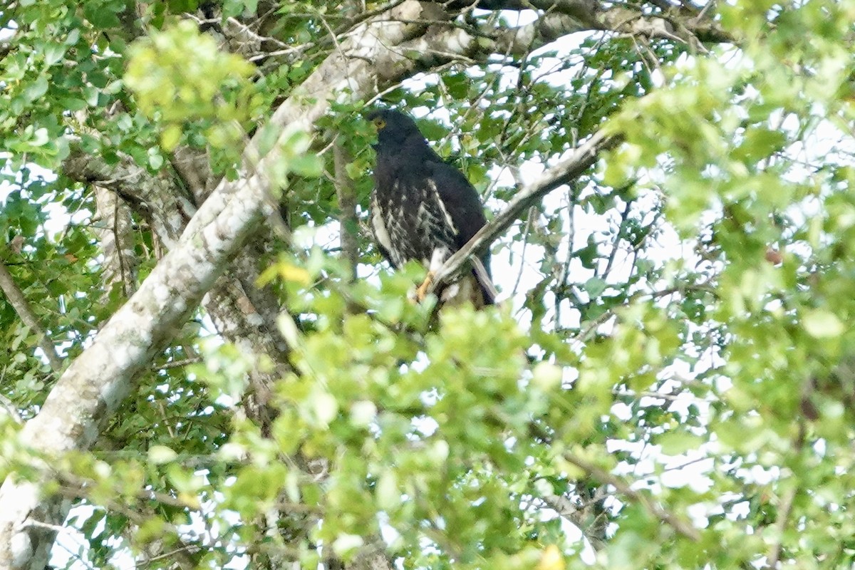 Milano Cabecigrís - ML644410765