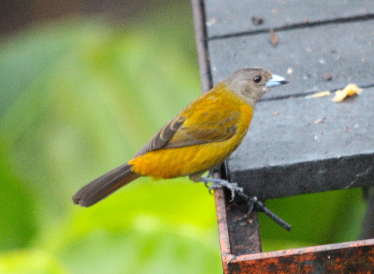 Scarlet-rumped Tanager - ML644410779