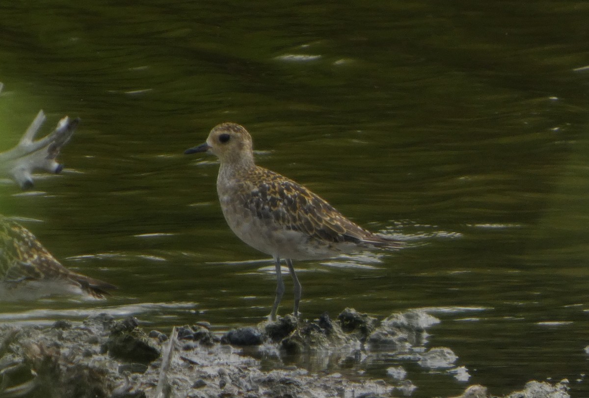 Chorlito Dorado Siberiano - ML644410787