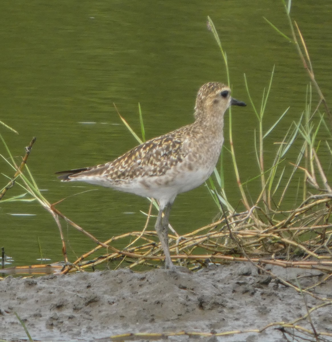 Chorlito Dorado Siberiano - ML644410788