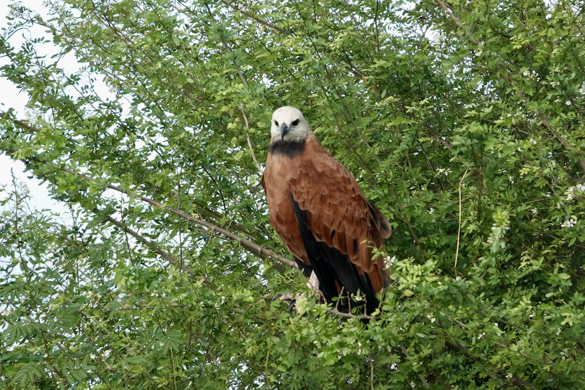 Black-collared Hawk - ML644410792