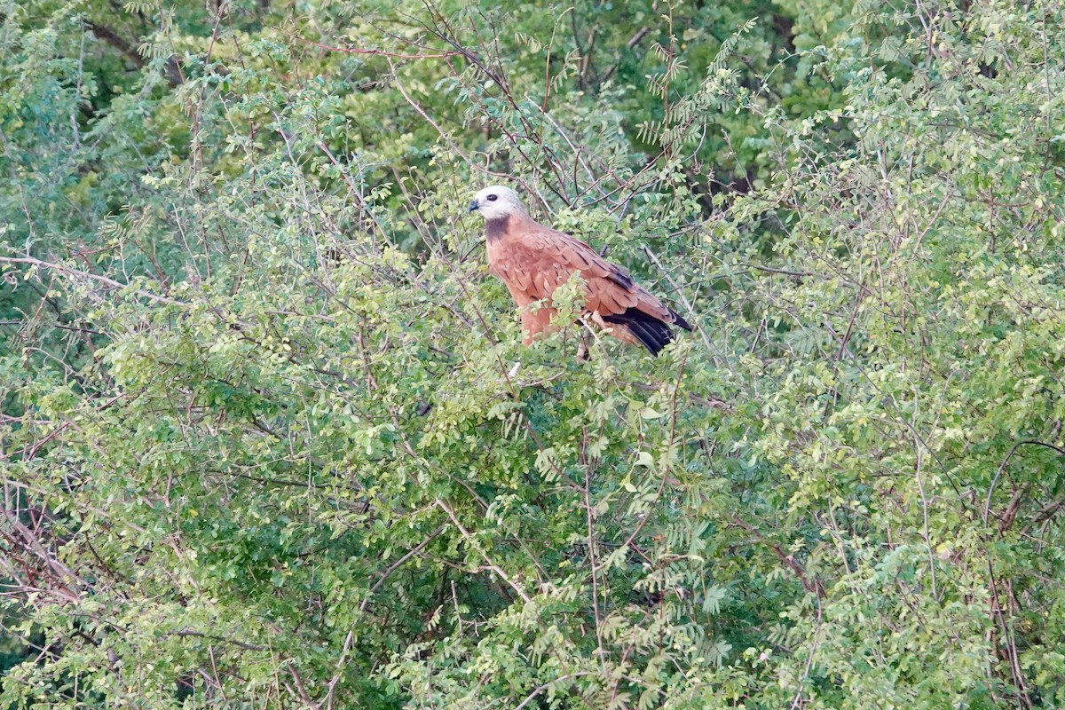 Black-collared Hawk - ML644410793