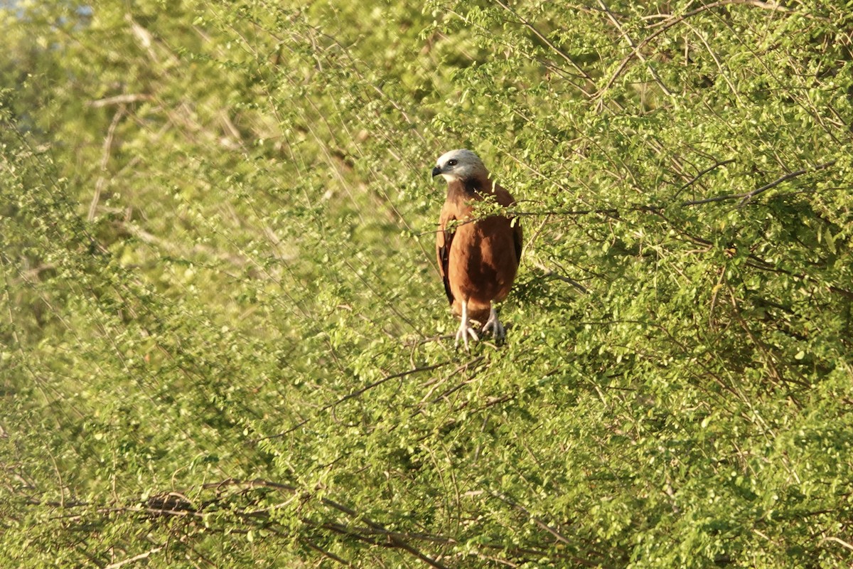 Black-collared Hawk - ML644410794