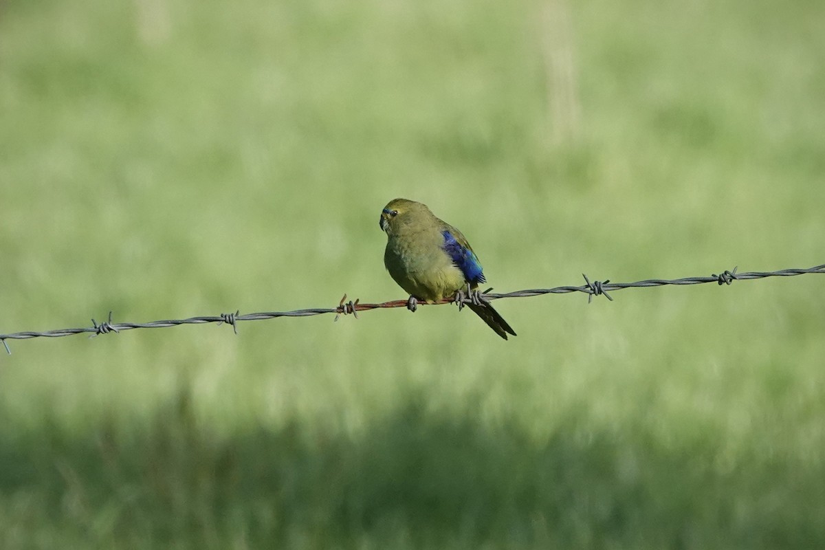 Папужка синьокрилий - ML644410802