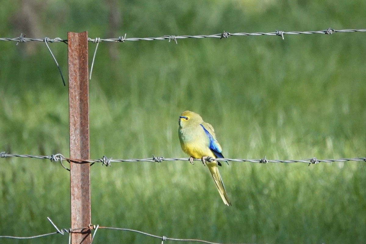 Папужка синьокрилий - ML644410803