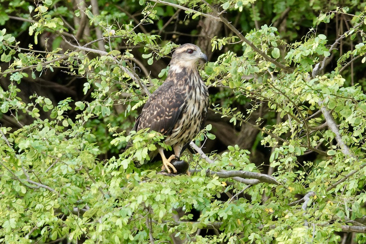 Caracolero Común - ML644410817