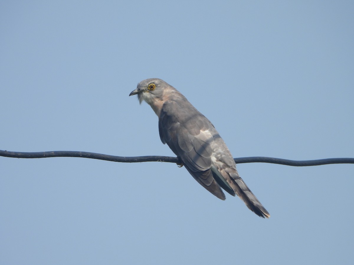 ハイタカジュウイチ - ML644410821