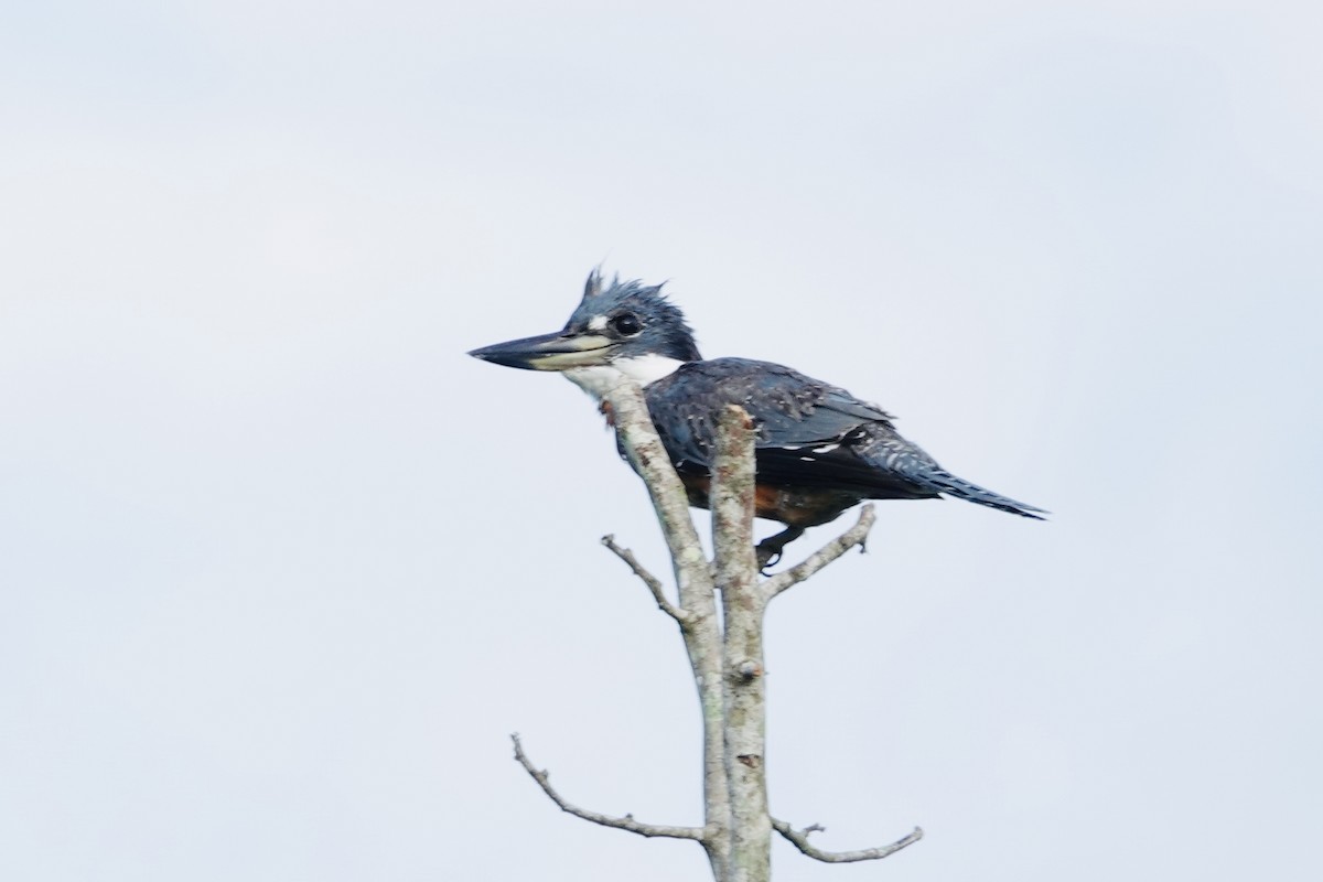 rybařík obojkový - ML644410831