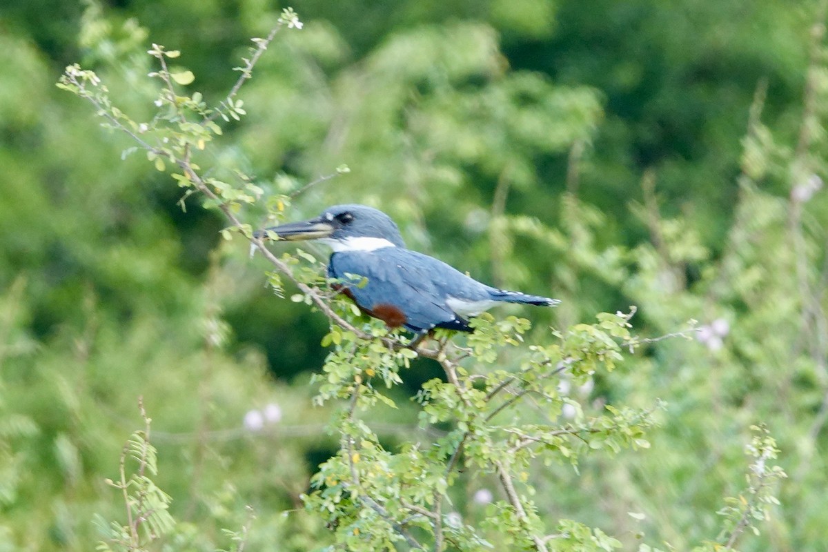 rybařík obojkový - ML644410833