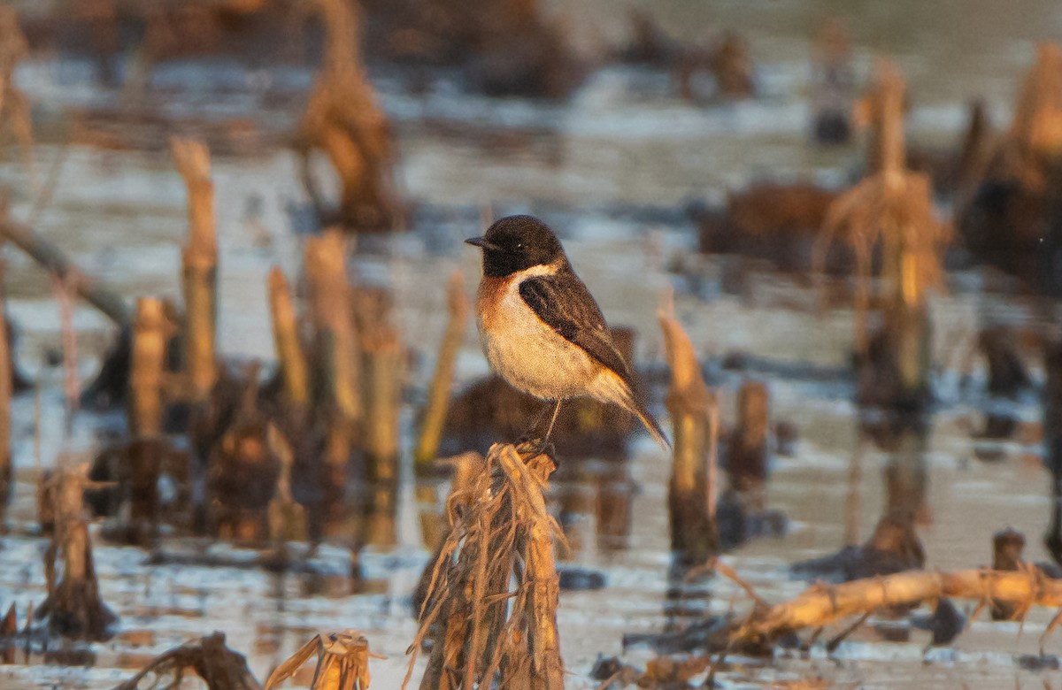 White-tailed Stonechat - ML644410851