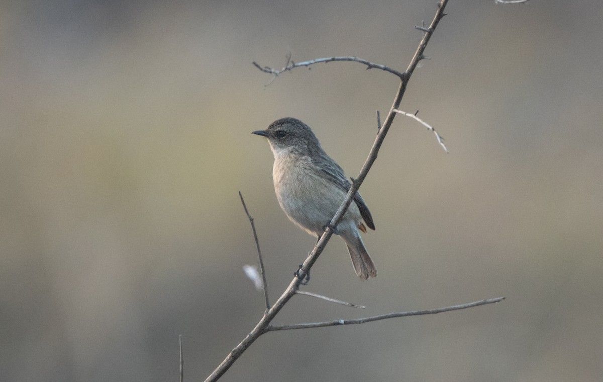 White-tailed Stonechat - ML644410852