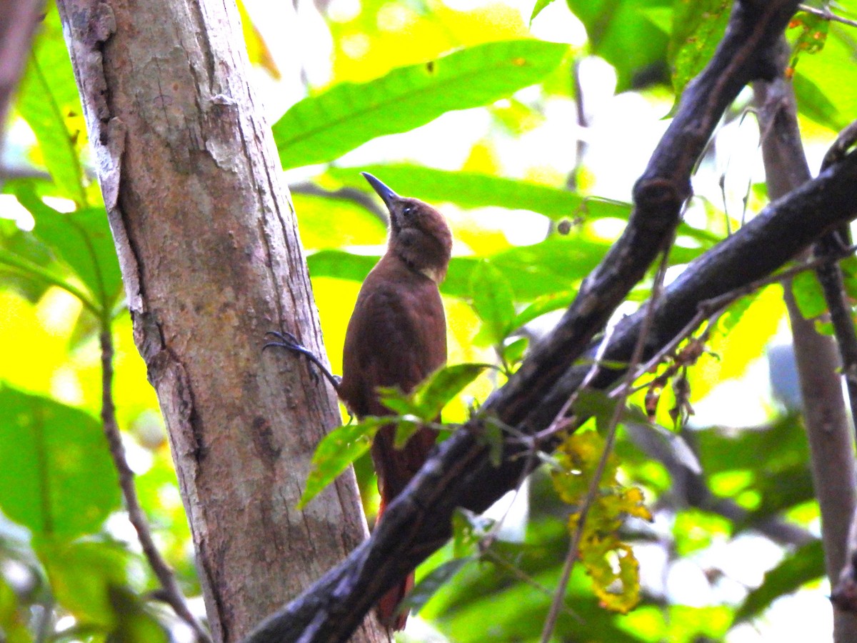 Plain-brown Woodcreeper - ML644410857