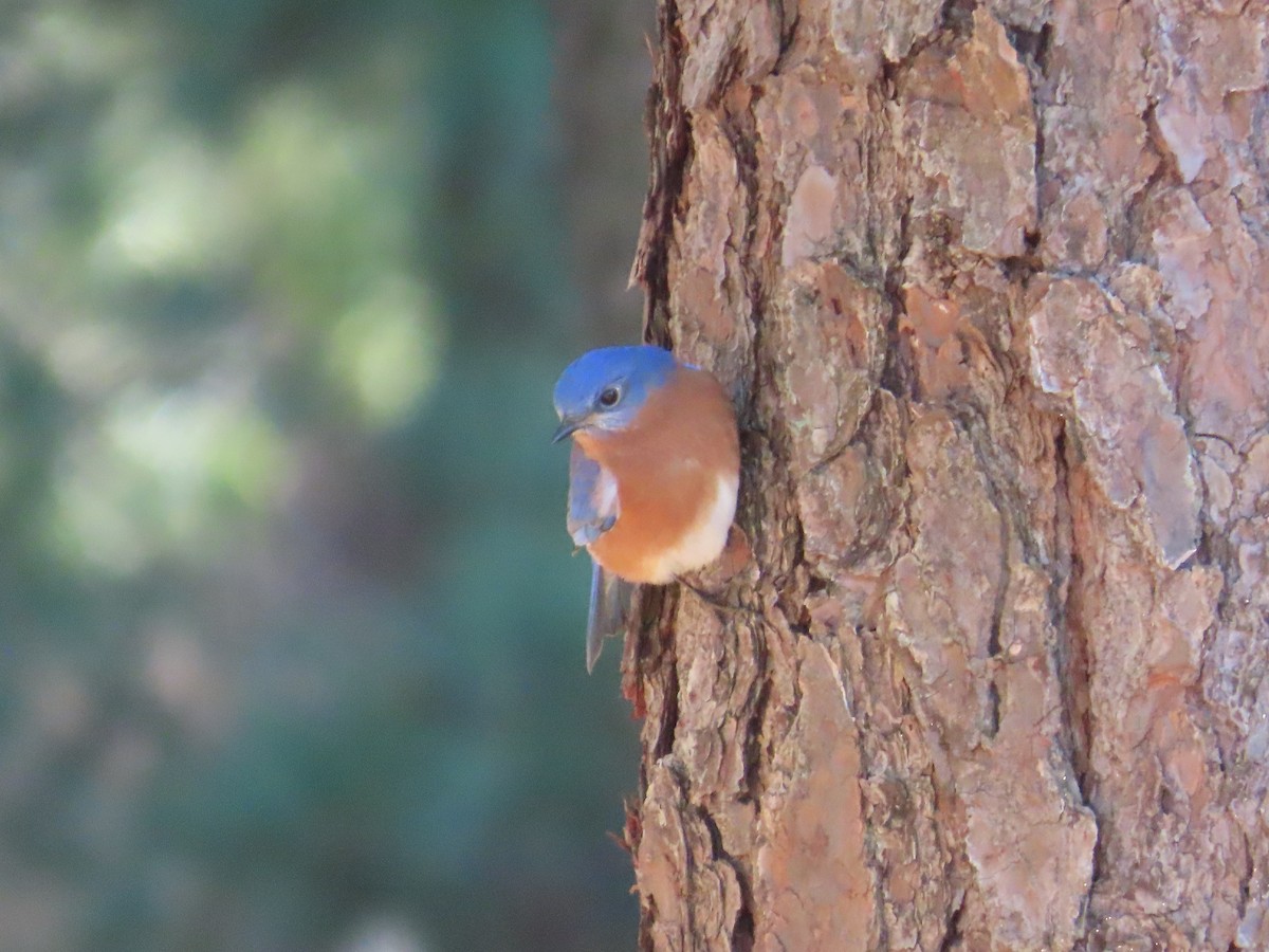 Eastern Bluebird - ML644410863