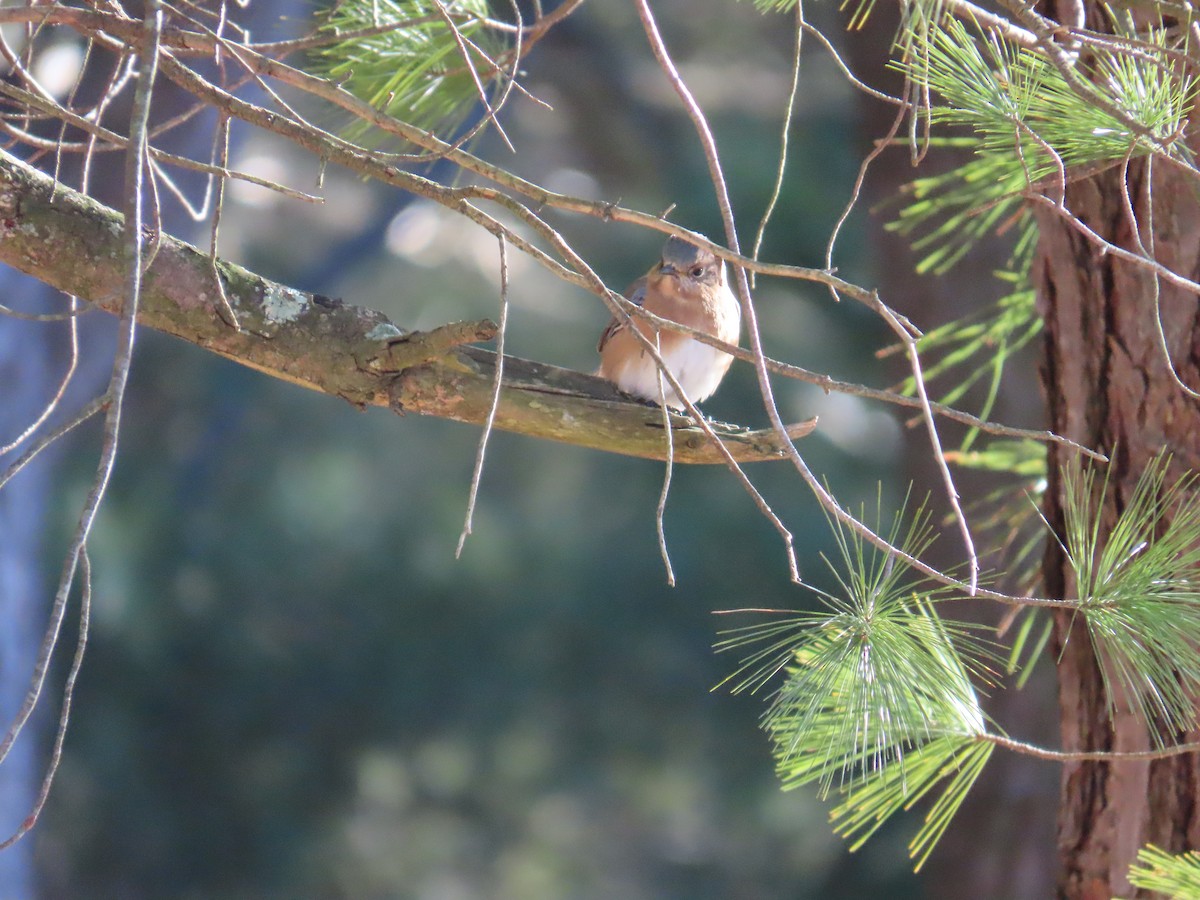 Eastern Bluebird - ML644410866