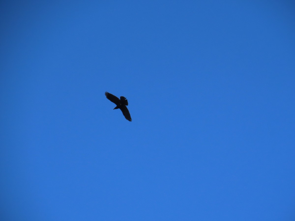 Common Raven - ML644410876